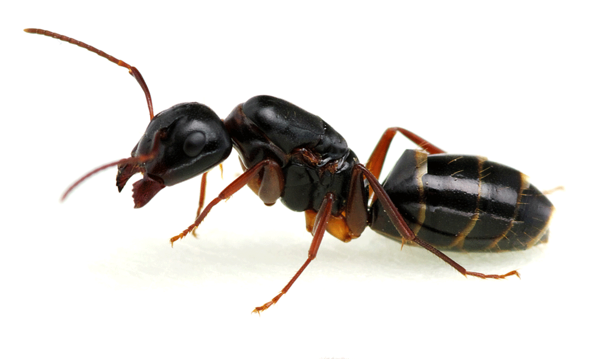 ant