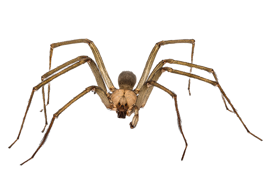 Brown recluse spider 1
