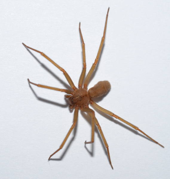 brown recluse bug-a-way pest control joplin mo