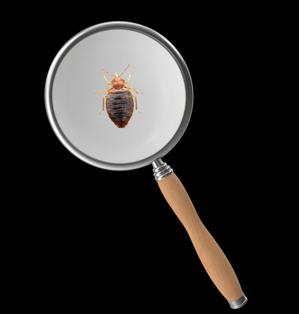 what-do-bed-bugs-look-like (1)