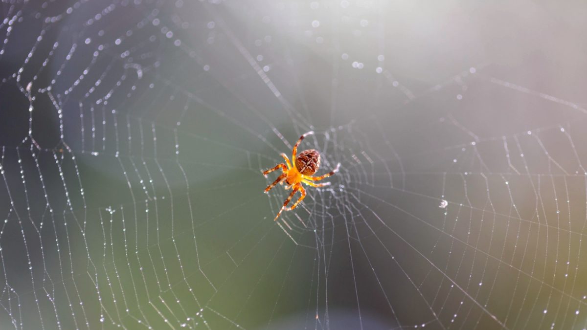 3 Kinds of Pests You'll Find in the Fall | Pest Control in the Four States
