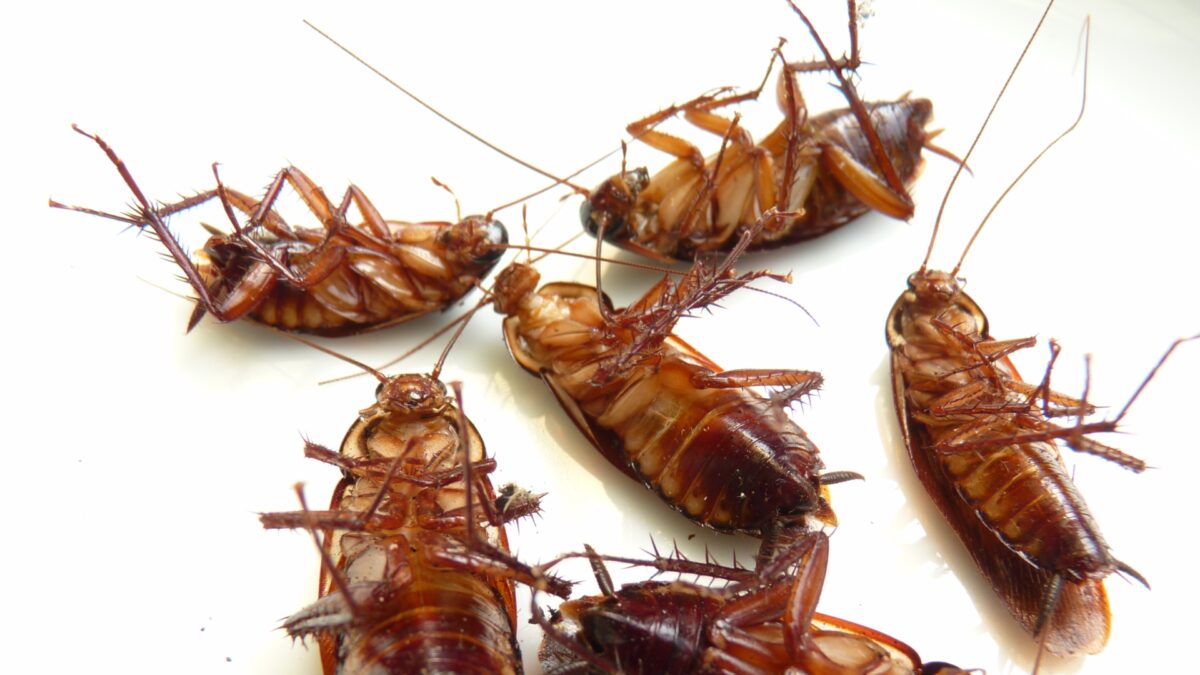 Cockroach infestation