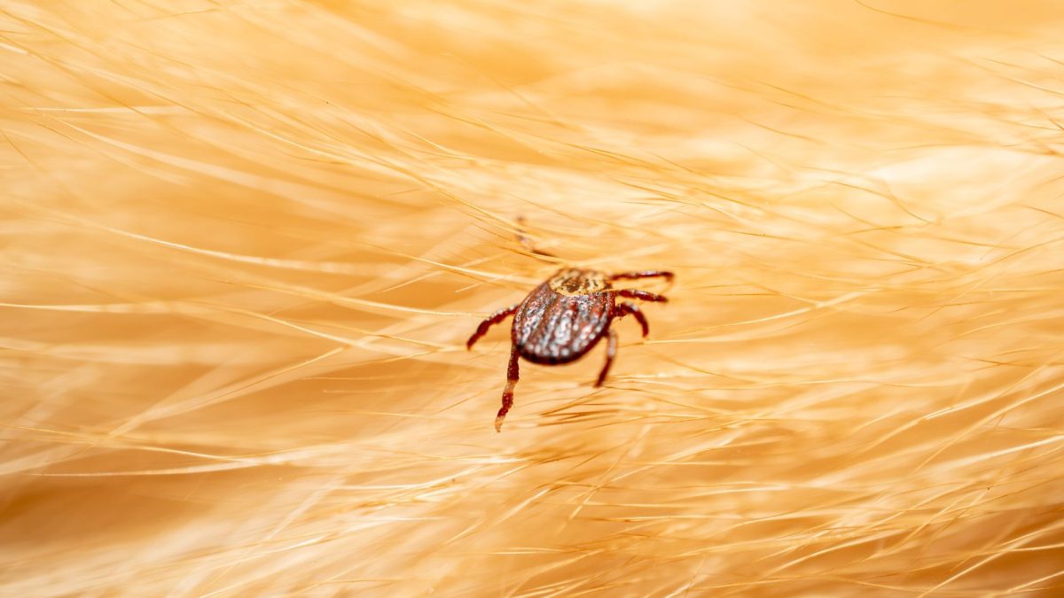 How long do ticks survive inside a house